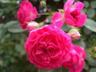 蔷薇花的冬季怎么养，蔷薇花的冬季养殖方法,第4图