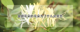 金银花朵的花朵为了什么会变色,第1图