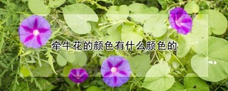 牵牛花的颜色有什么颜色的,第1图