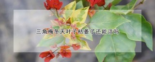 三角梅冬天叶子枯萎了还能活吗,第1图