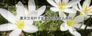 夏天兰花叶子发黄干枯是什么原因,第1图