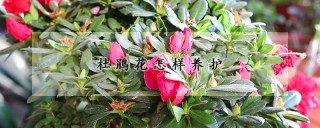 杜鹃花怎样养护,第1图