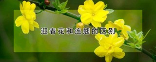 迎春花和连翘的区别,第1图