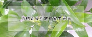 竹柏能长期放在室内养吗,第1图