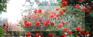 入冬后可不可以移栽月季,第1图