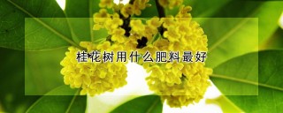 桂花树用什么肥料最好,第1图