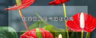 红掌散发的气味有毒吗,第1图