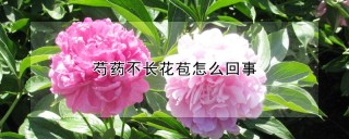 芍药不长花苞怎么回事,第1图