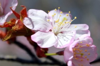 樱花种植方法和注意事项,第3图