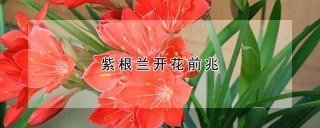 紫根兰开花前兆,第1图