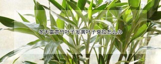 冬天富贵竹叶子发黄叶子耷拉怎么办,第1图