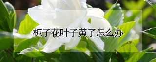 枙子花叶子黄了怎么办,第1图