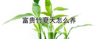 富贵竹夏天怎么养,第1图