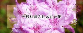 干枝杜鹃为什么能开花,第1图