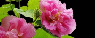 芙蓉花的茎烂是咋回事,第1图