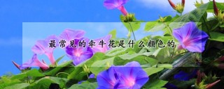 最常见的牵牛花是什么颜色的,第1图