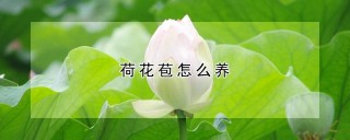 荷花苞怎么养,第1图