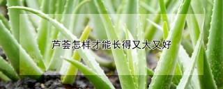 芦荟怎样才能长得又大又好,第1图