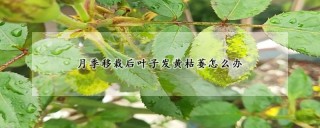 月季移栽后叶子发黄枯萎怎么办,第1图