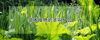 草本植物的茎叫什么,第1图