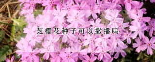 芝樱花种子可以撒播吗,第1图