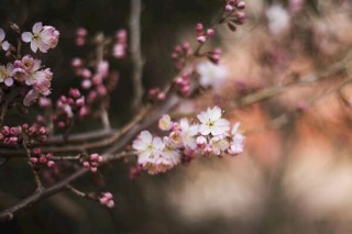 樱花树栽培技术，春秋季节栽培成活率最高,第5图