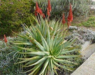 芦荟花期多长，芦荟花期在每年3-5月,第5图