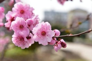 桃花盆景的养护要点，5步即可养好桃花盆景,第5图