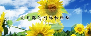 向日葵的别称和雅称,第1图