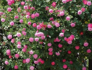 盆栽蔷薇花的养殖方法，注意光照充足、做好控水控肥,第6图