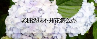 老桩绣球不开花怎么办,第1图