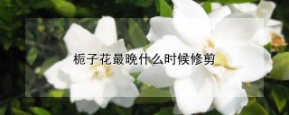 栀子花最晚什么时候修剪,第1图