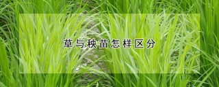 草与秧苗怎样区分,第1图