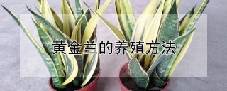 黄金兰的养殖方法,第1图