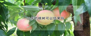 二年的桃树可以结果吗,第1图