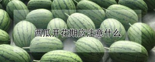 西瓜开花期应注意什么,第1图