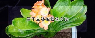 君子兰移植栽培方法,第1图