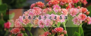 长寿花喜干还是喜湿,第1图