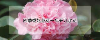 四季香妃茶花一年开几次花,第1图