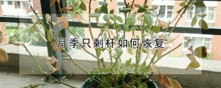 月季只剩杆如何恢复,第1图