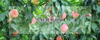 怎样修剪桃树,第1图