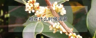 桂花什么时候凋谢,第1图