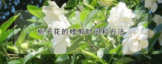 栀子花的修剪时间和方法,第1图