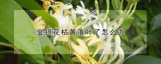 金银花枯黄落叶了怎么办,第1图