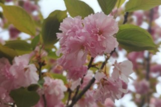 樱花有几种颜色,第3图