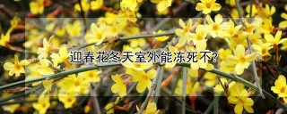 迎春花冬天室外能冻死不?,第1图