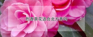 烈香茶花适合北方养吗,第1图