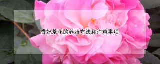 香妃茶花的养殖方法和注意事项,第1图