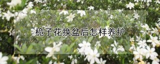 桅子花换盆后怎样养护,第1图