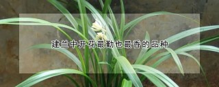 建兰中开花最勤也最香的品种,第1图